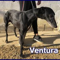 VENTURA