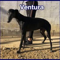 VENTURA