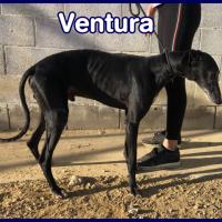 VENTURA