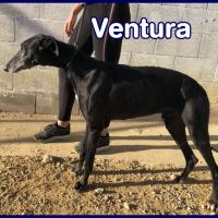 VENTURA