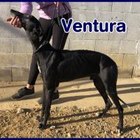 VENTURA