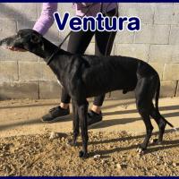 VENTURA