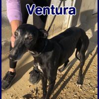 VENTURA