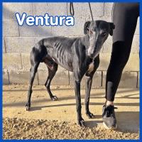 VENTURA