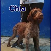 CHIA