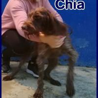 CHIA