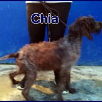 CHIA