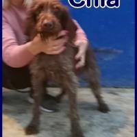 CHIA