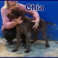 CHIA