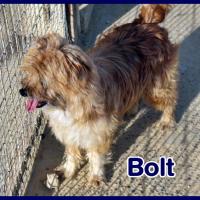 BOLT