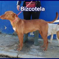 BIZCOTELA