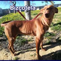 BIZCOTELA