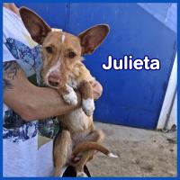 Foto de JULIETA