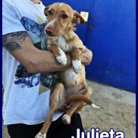 JULIETA
