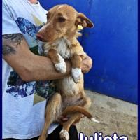 JULIETA