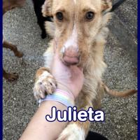 JULIETA