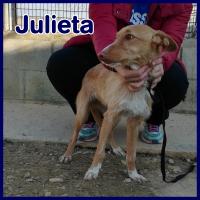 JULIETA