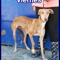 VIERNES
