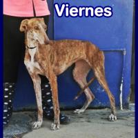 VIERNES