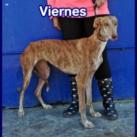VIERNES