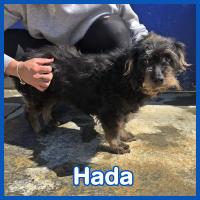 Foto de HADA
