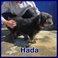 HADA