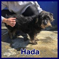 HADA