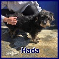 HADA