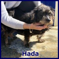 HADA