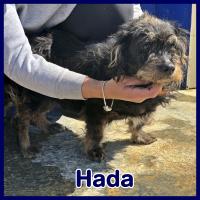 HADA