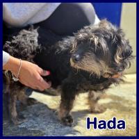 HADA