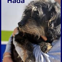 HADA