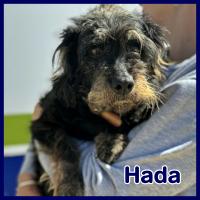 HADA