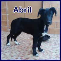 ABRIL