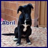 ABRIL