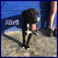 ABRIL