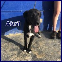 ABRIL