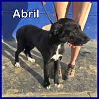 ABRIL