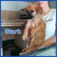 STARK