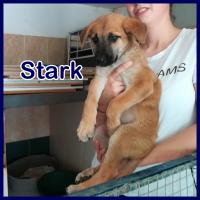 STARK