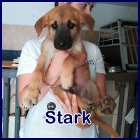 STARK