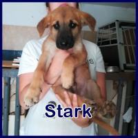 STARK