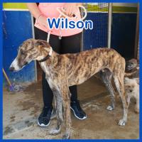 WILSON