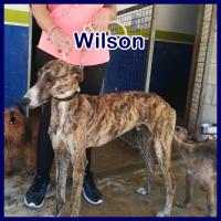 WILSON