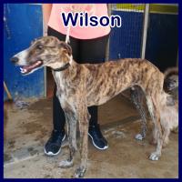 WILSON