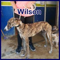 WILSON