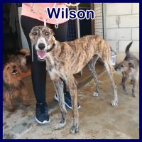 WILSON