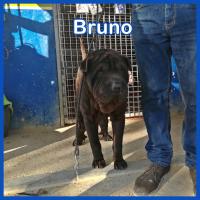 BRUNO