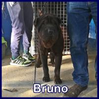 BRUNO