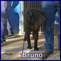 BRUNO